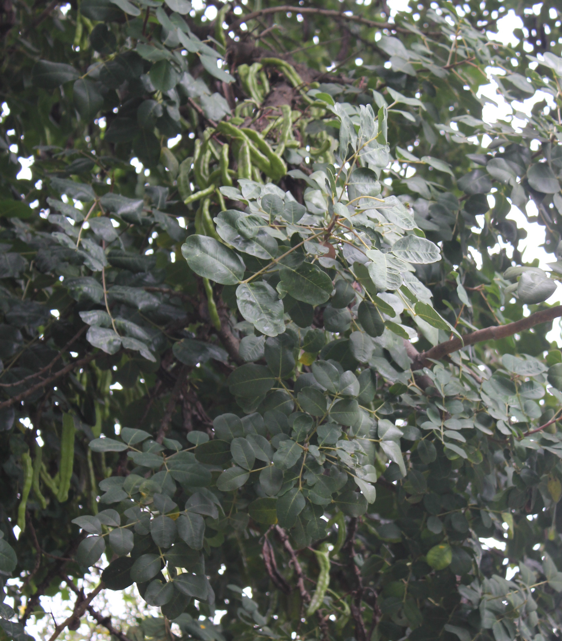 bread tree