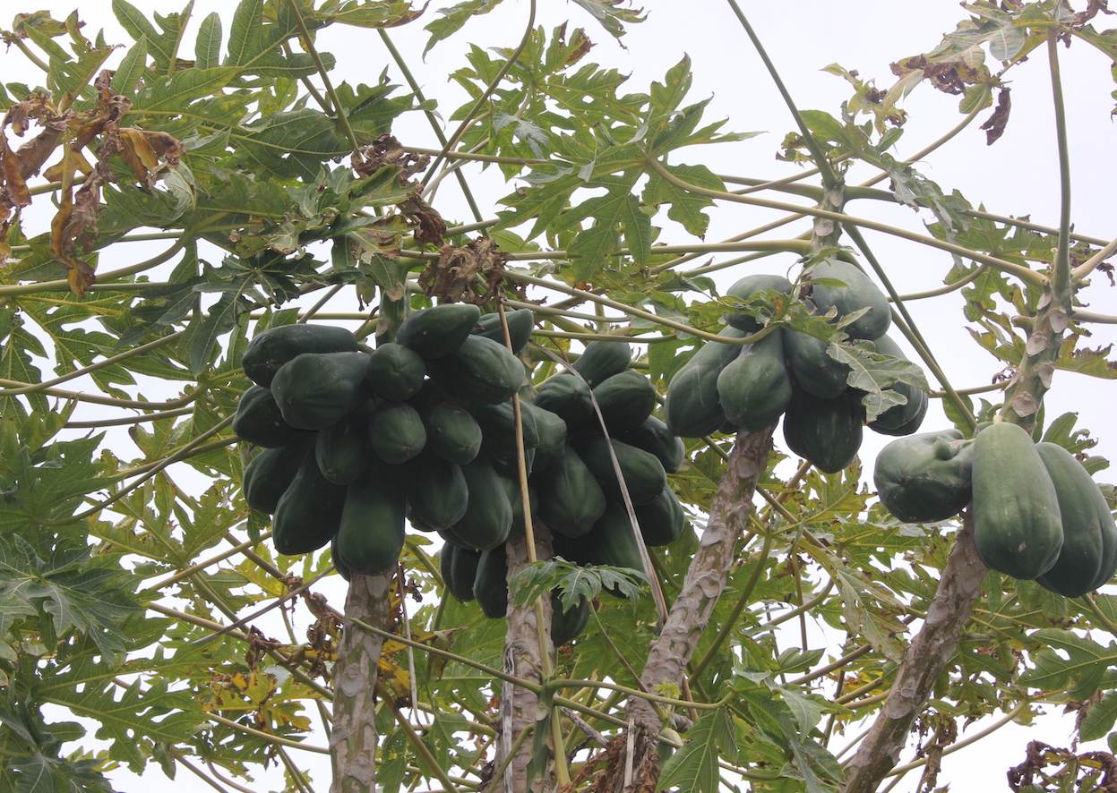 papaya